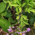 Solanum seaforthianum Квітка