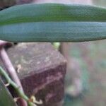 Rhipidoglossum longicalcar Hoja