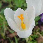 Crocus vernus 花