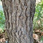 Quercus lobata Bark