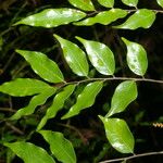 Machaerium seemannii Leaf