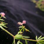 Galium rebae Elinympäristö