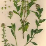 Reseda odorata Συνήθη χαρακτηριστικά