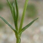 Sabulina verna Leaf