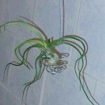 Tillandsia bulbosa Hoja