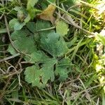 Ranunculus macrophyllus Leaf