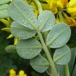 Coronilla valentina Blatt