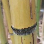 Phyllostachys flexuosa Corteza