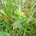 Euphorbia platyphyllos 叶