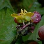Davilla nitida Meyve