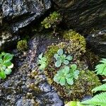 Saxifraga spathularis Листок