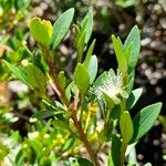 Myrceugenia chrysocarpa Leaf