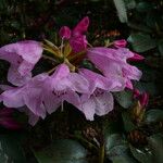 Rhododendron selense Květ