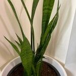 Dracaena zeylanica Blatt