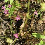 Centaurium pulchellum 整株植物