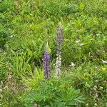 Lupinus polyphyllusफूल