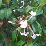 Luculia gratissima 葉