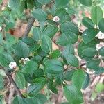 Cotoneaster wardii Leaf