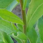 Calendula officinalis 樹皮