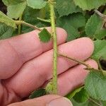 Hibiscus diversifolius Fuelha