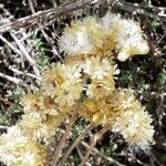Helichrysum stoechas ফুল