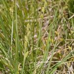 Carex canescens Habit