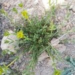 Cruciata glabra Hábito