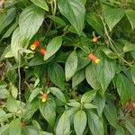 Manettia luteorubra Hábito