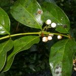Chiococca alba Meyve