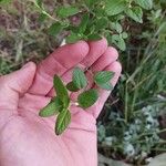 Salvia microphyllaLehti