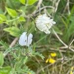 Leucanthemum vulgare Other