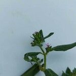 Cuphea elliptica Λουλούδι