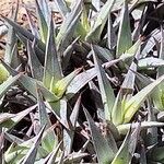 Deuterocohnia brevifolia Leaf