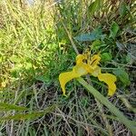 Cypella herbertii Flor