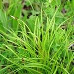 Carex montana Lorea