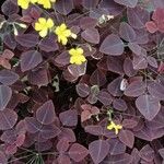 Oxalis hedysaroides Leaf