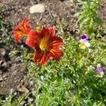 Salpiglossis sinuata Çiçek