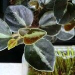 Peperomia verticillata Feuille