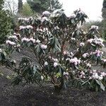 Rhododendron fulvum Habitus