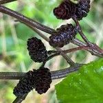 Alnus serrulata Froito