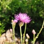 Centaurea jacea花