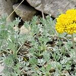 Artemisia umbelliformis Blad