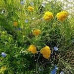 Achillea filipendulina 形態