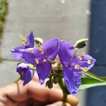 Tradescantia occidentalis Květ