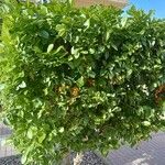 Duranta erecta Beste bat