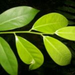 Heisteria acuminata برگ
