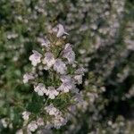 Clinopodium nepetaFlower