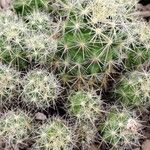 Mammillaria zublerae List