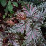 Begonia serratipetala List