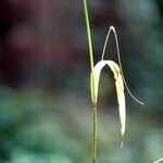 Brachypodium sylvaticum Leaf